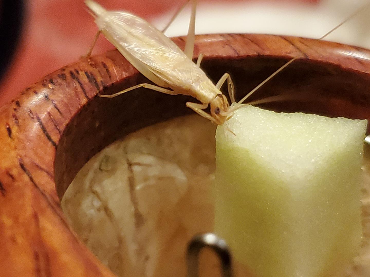 聊发写意竹蛉这玩意儿