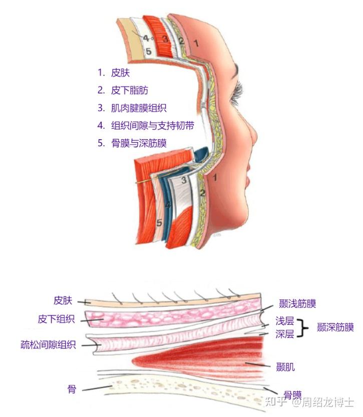 骨相抗衰才能治标又治本 - 知乎