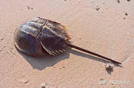 蓝色血液的动物 v2-813811dab7f868855312ef1091f04c4c_r.jpg