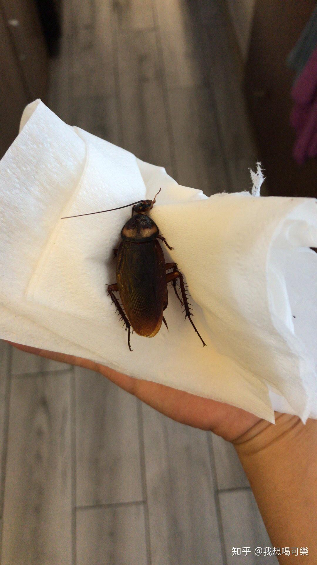 南方的蟑螂真的很大吗