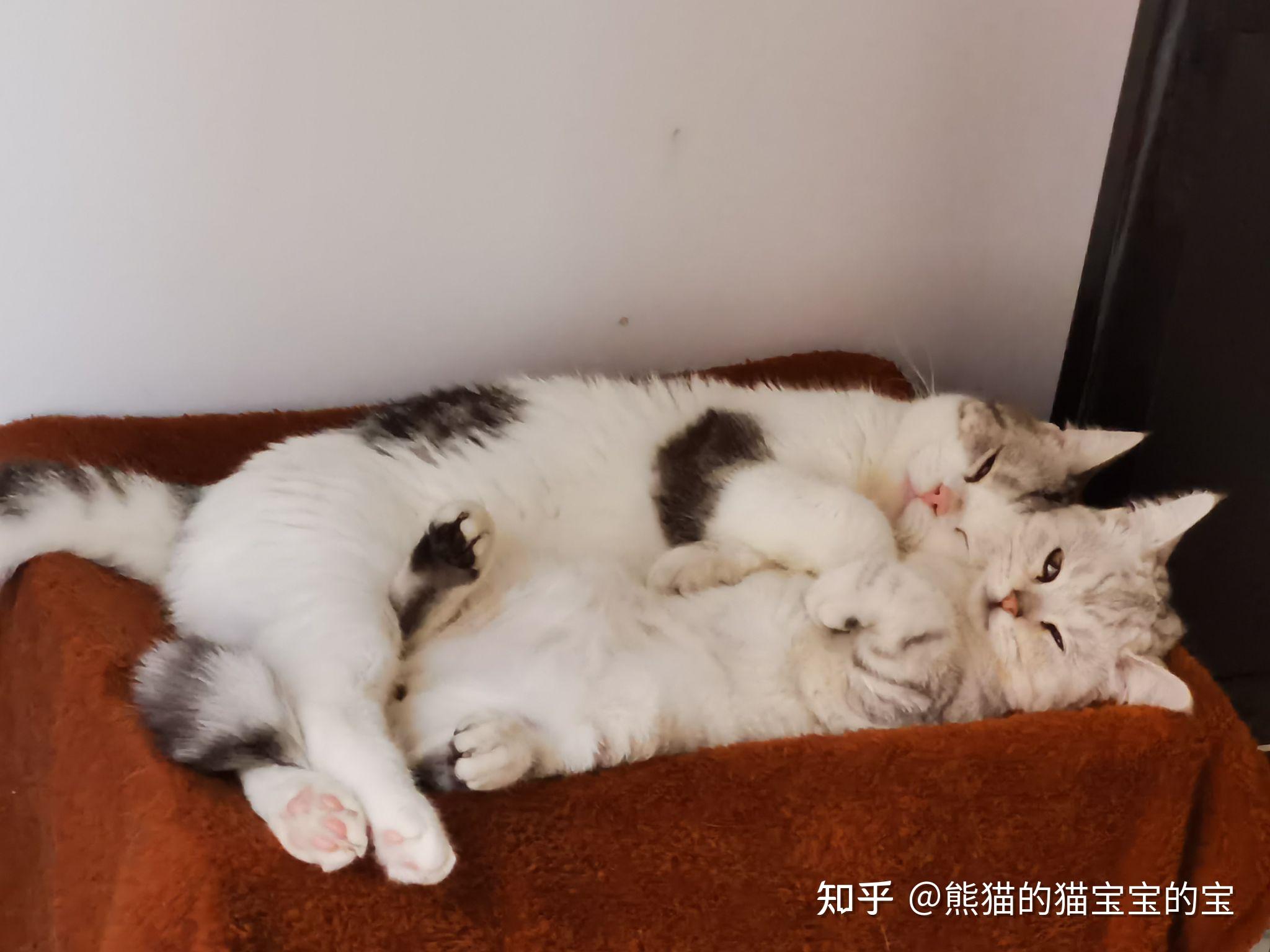 我家的猫兄猫弟