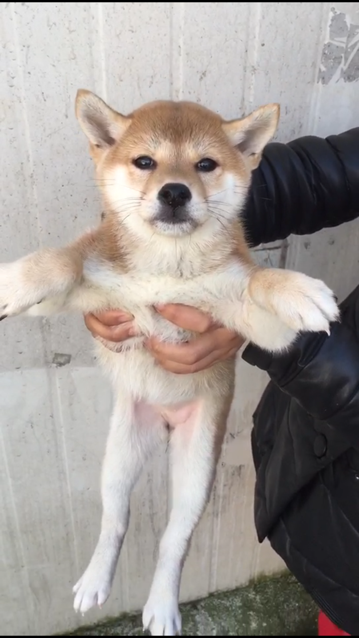 柴犬求鉴定 柴犬如何看品相? - 吴一七的回答