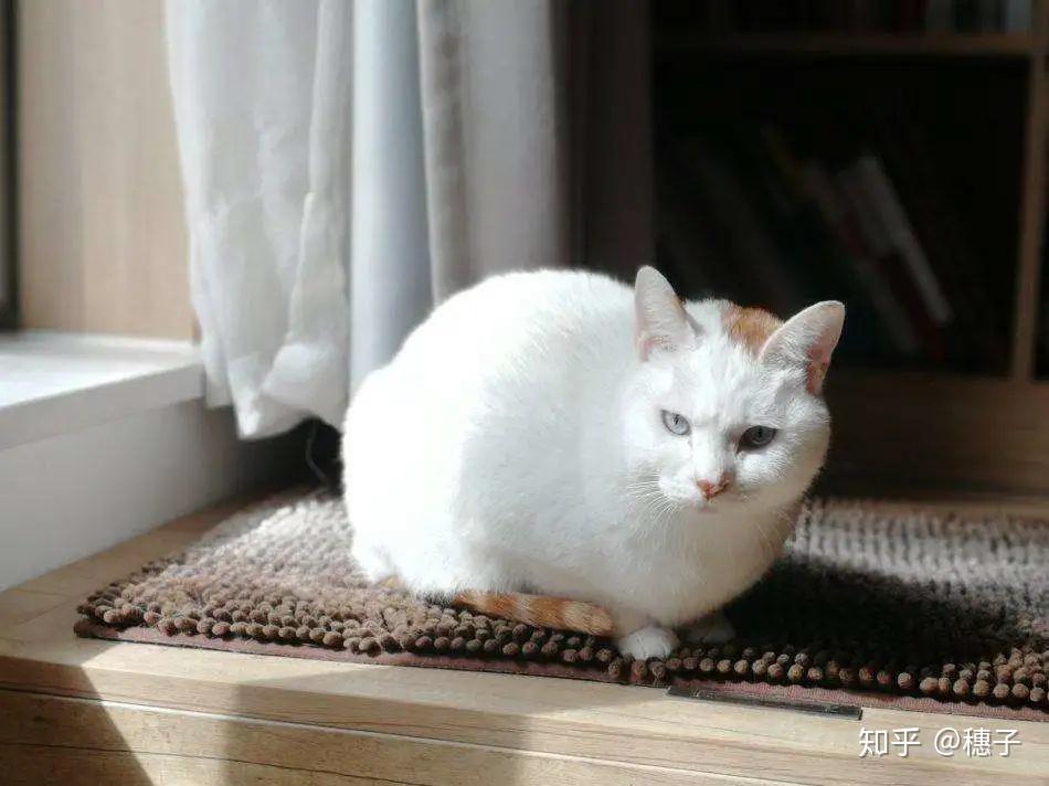 怎么才能不长毛 v2-81400beb02ad73e182a541e0ec3ea5ec_r.jpg