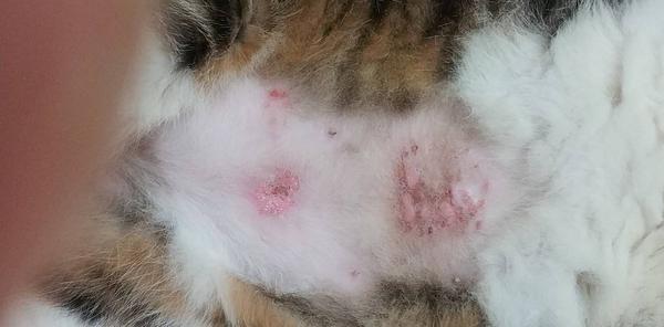 猫螨虫皮肤病症状图片图片