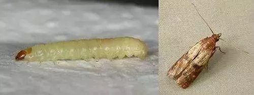 飞蛾幼虫特别小像蛆图片