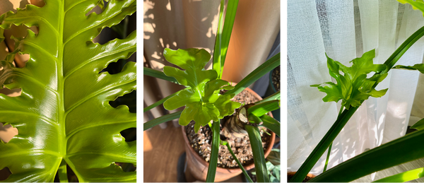 如何让迷人的植物“春羽”长势凶猛?|家居植物养护02 - 知乎
