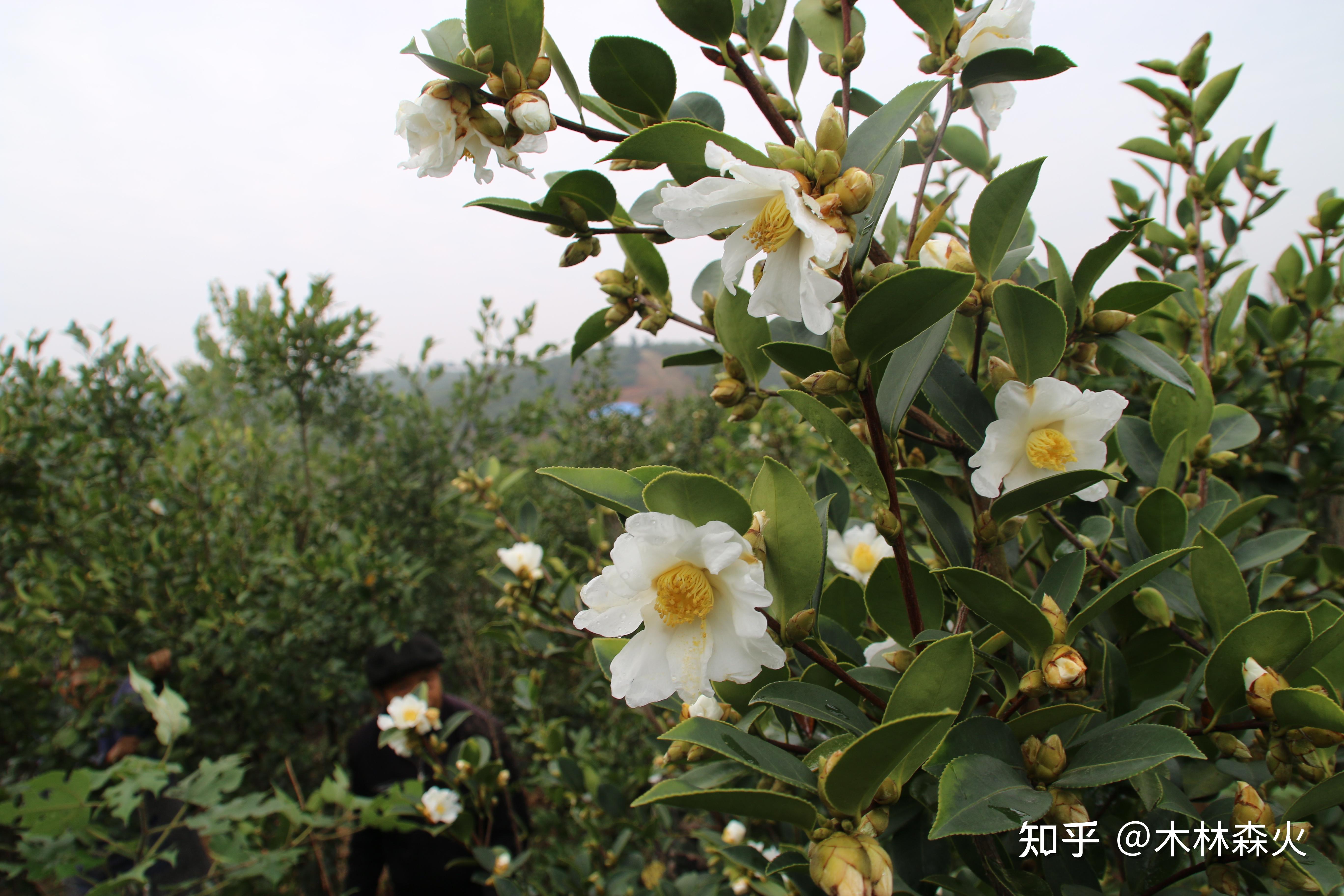 油茶的分享,油茶花,油茶果,茶油(山茶油)分享 - 知乎