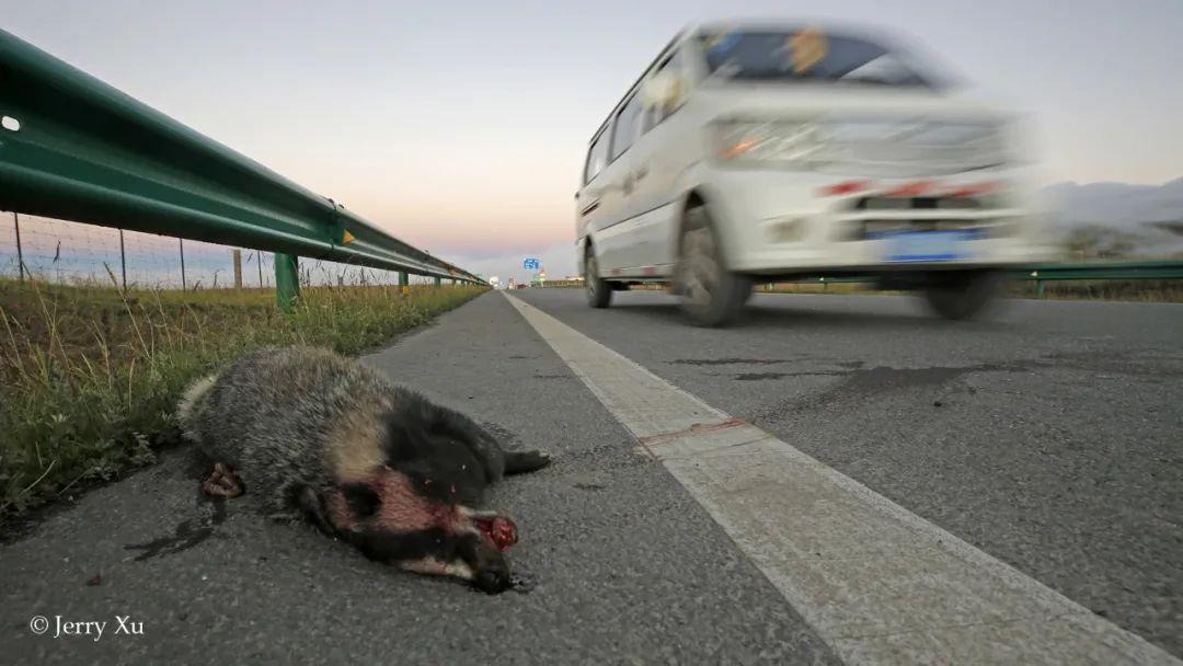 那些躺在公路上的动物面对路杀我们应该做些什么