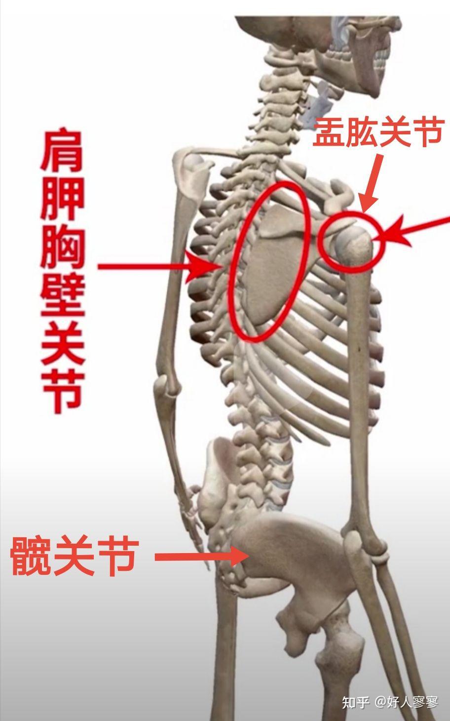 肩胛骨内收外展示意图图片