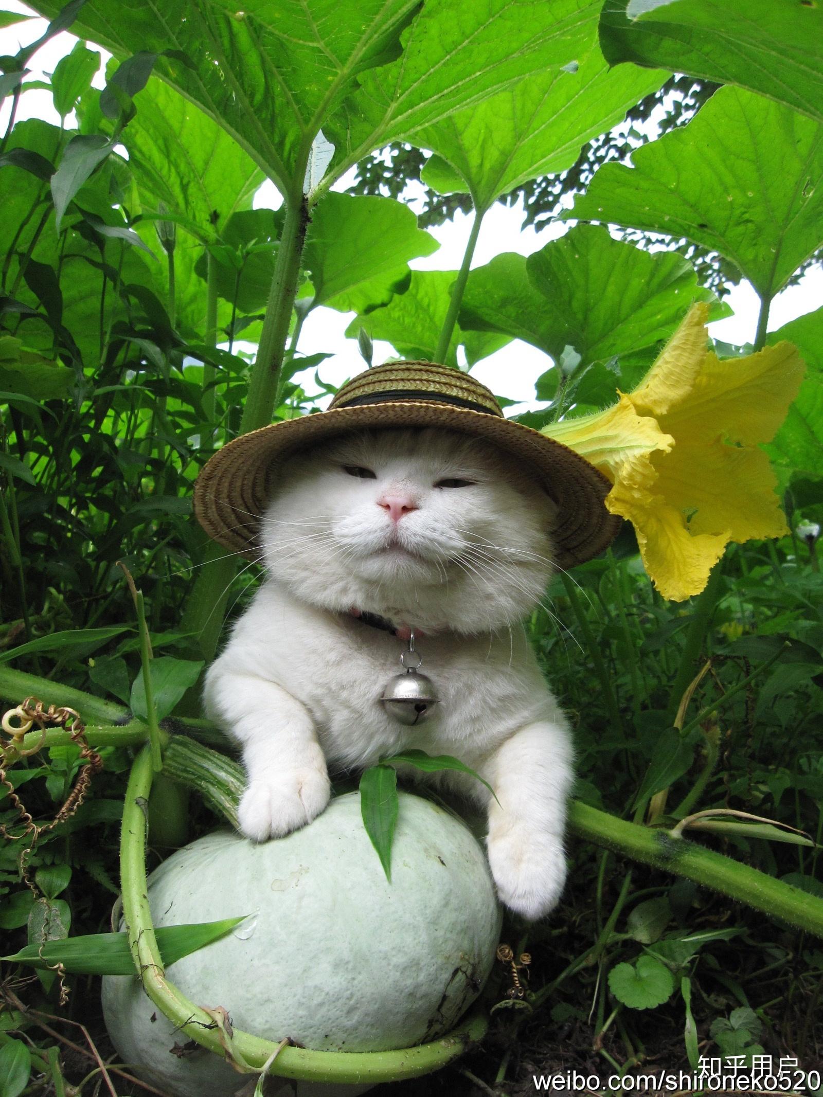 日本网红猫咪猫叔去世你有什么想对猫叔说的