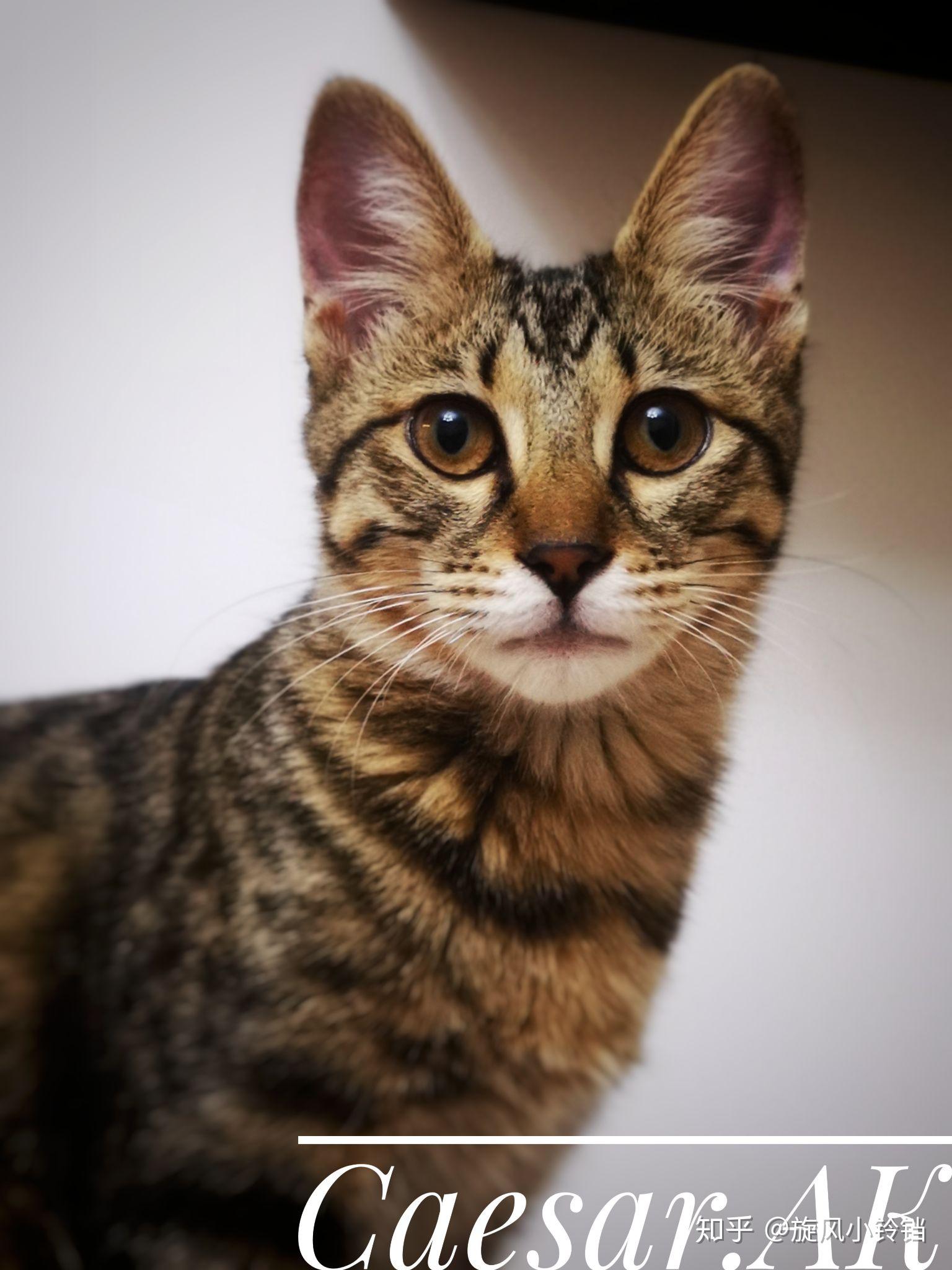 有哪些超级可爱的狸花猫的照片或视频