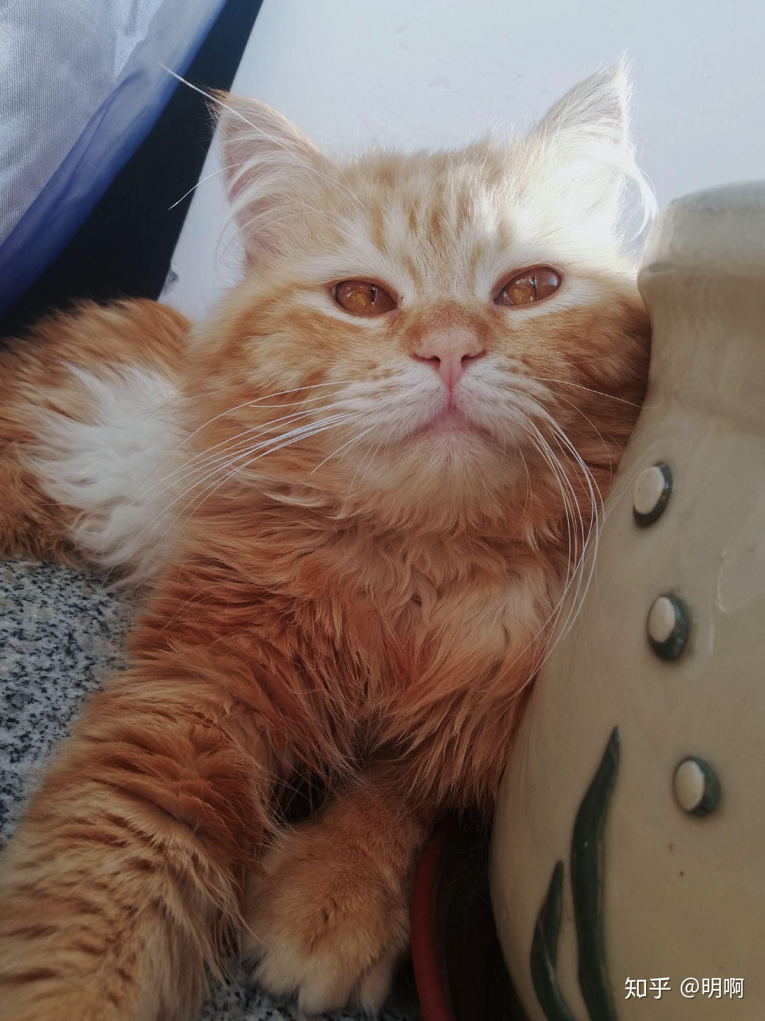 卖家说这是布偶和橘猫的串,想问下这是串还是就是橘猫啊?