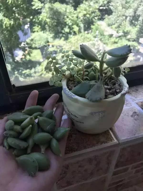 熊童子频繁掉叶成秃熊了 怎么办 知乎 熊童子频繁掉叶成秃熊了 怎么办 知乎