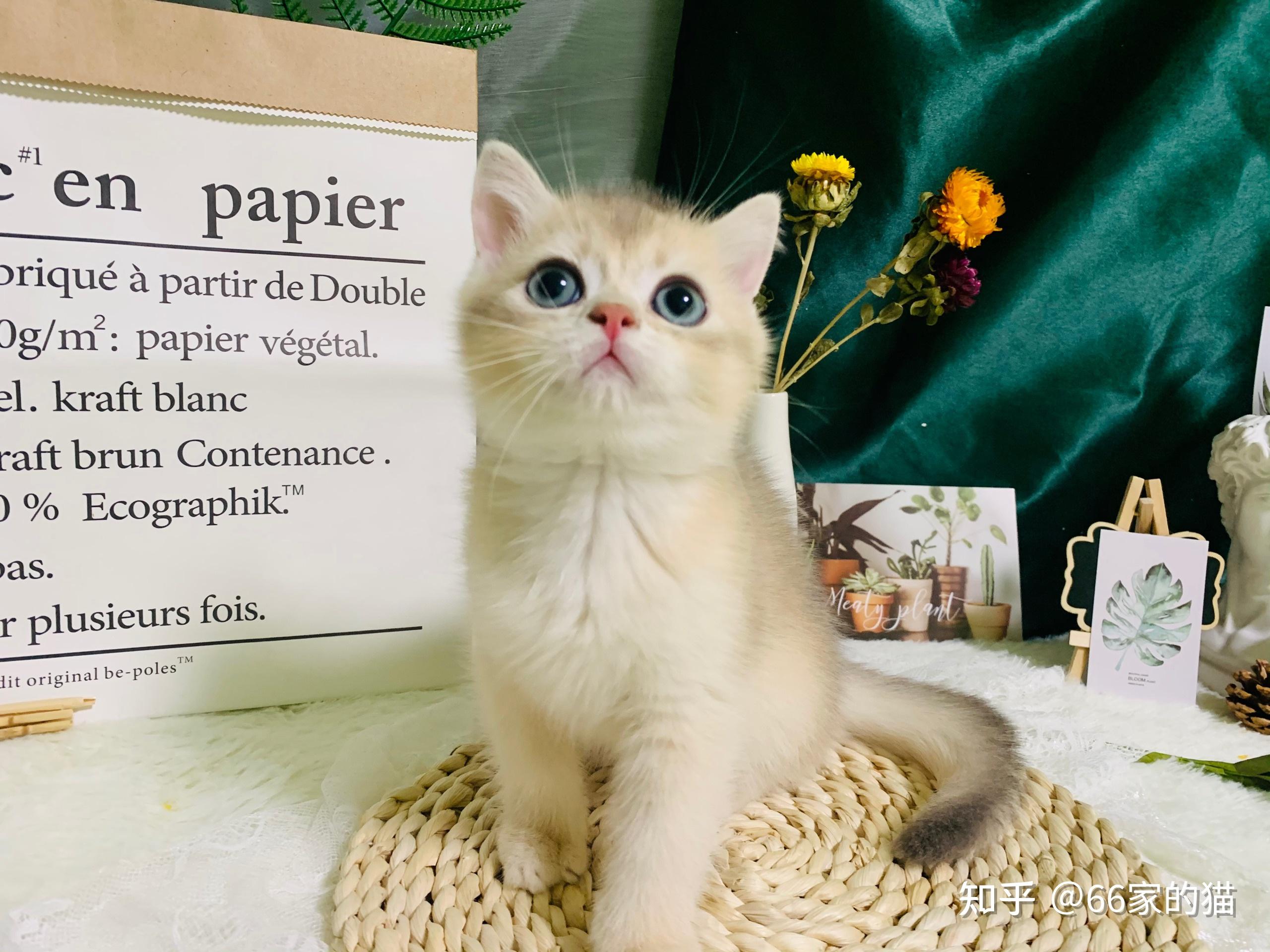 这只蓝金渐层8888怎么样? - 知乎