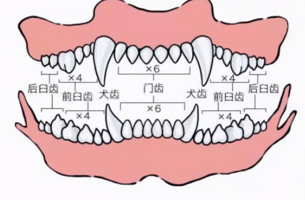 2~12个月:幼犬的牙齿只有28颗,在成年后会彻底换掉乳牙,有42颗恒齿