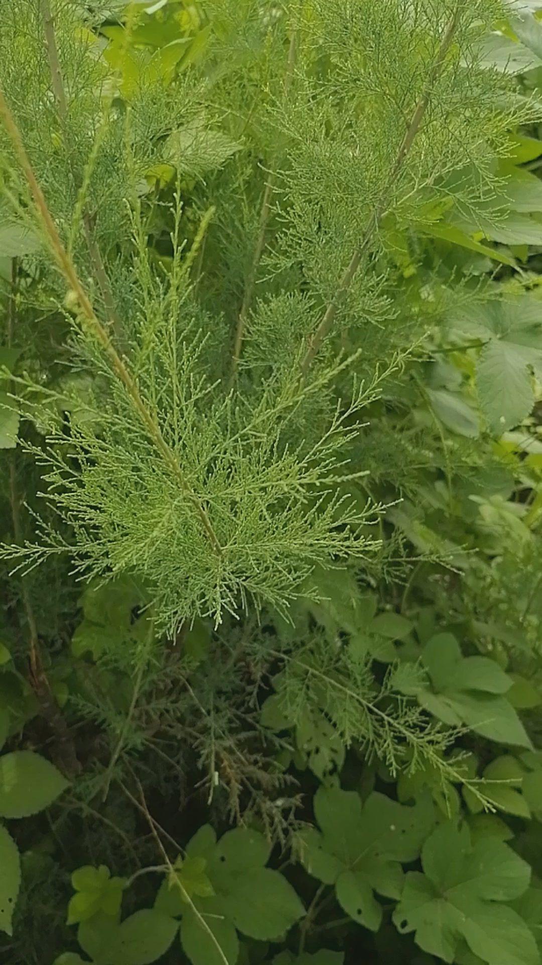本地叫"桑树柳"的一种植物.
