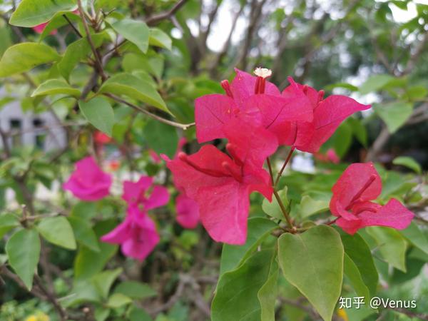 春天里的花花草草 知乎