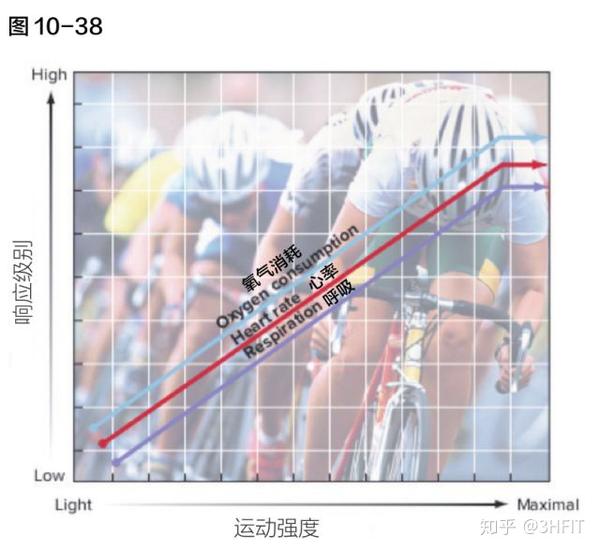运动时的人体能量代谢 下 3hfit权威文献 知乎