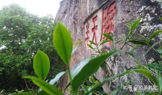 岩茶知识半天妖腰鹞夭到底怎么念才对