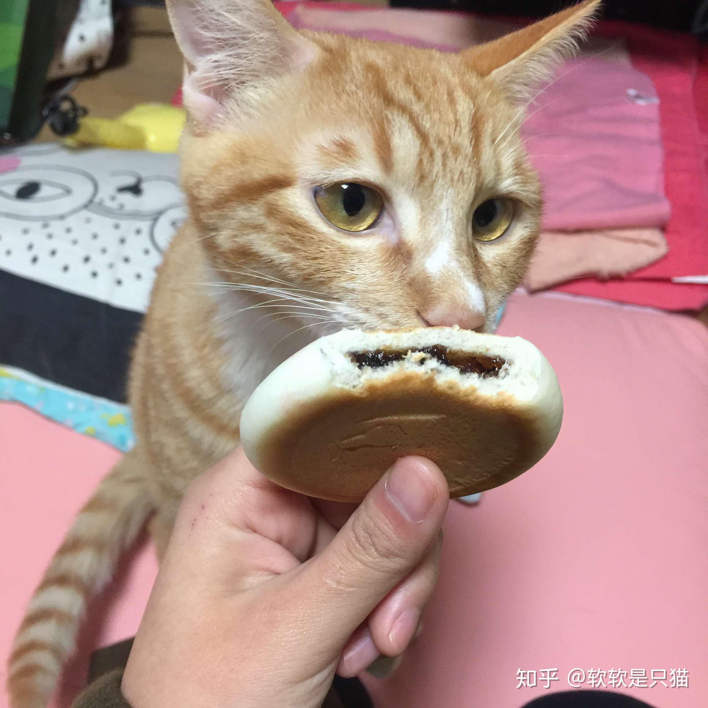 猫能吃面包吗?