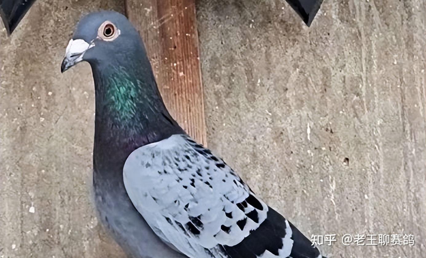 从零开始养赛鸽？老鸽友分享：小户引种避坑指南 知乎 
