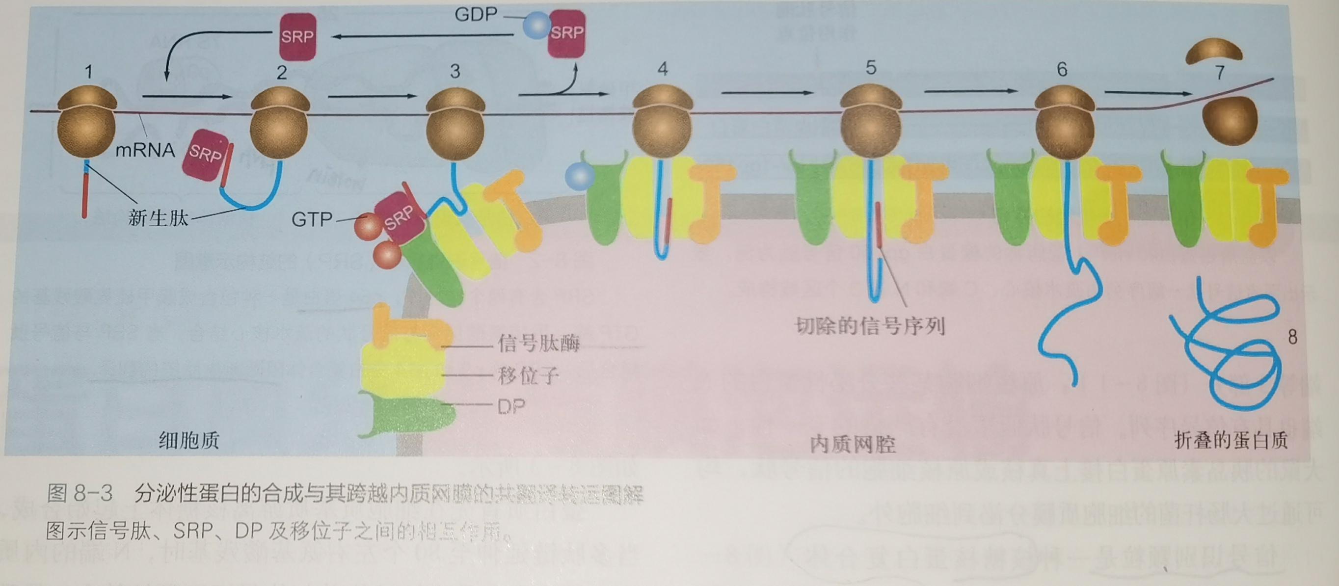 核糖体大小亚基在细胞核中装配的意义是什么?