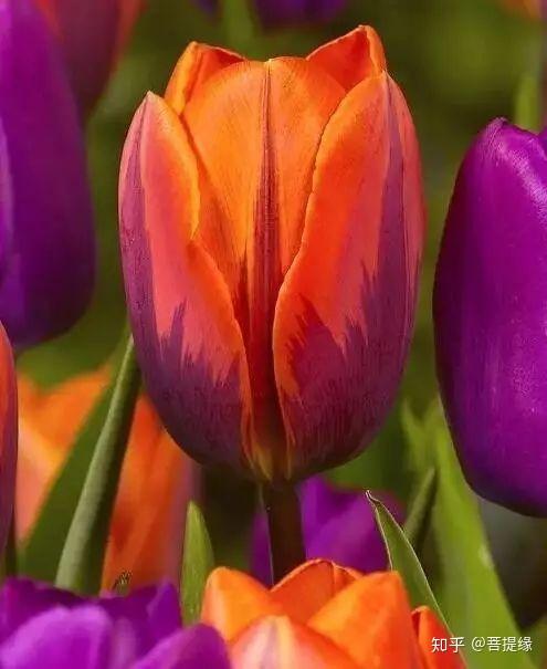 天价!天价!名贵植物排行,令人大开眼界-名贵植物图片