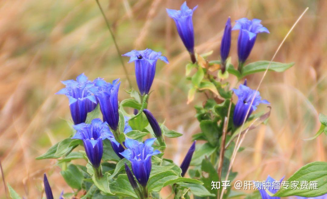 这3颗神仙草,肝炎,脂肪肝,肝硬化见了都害怕! - 知乎