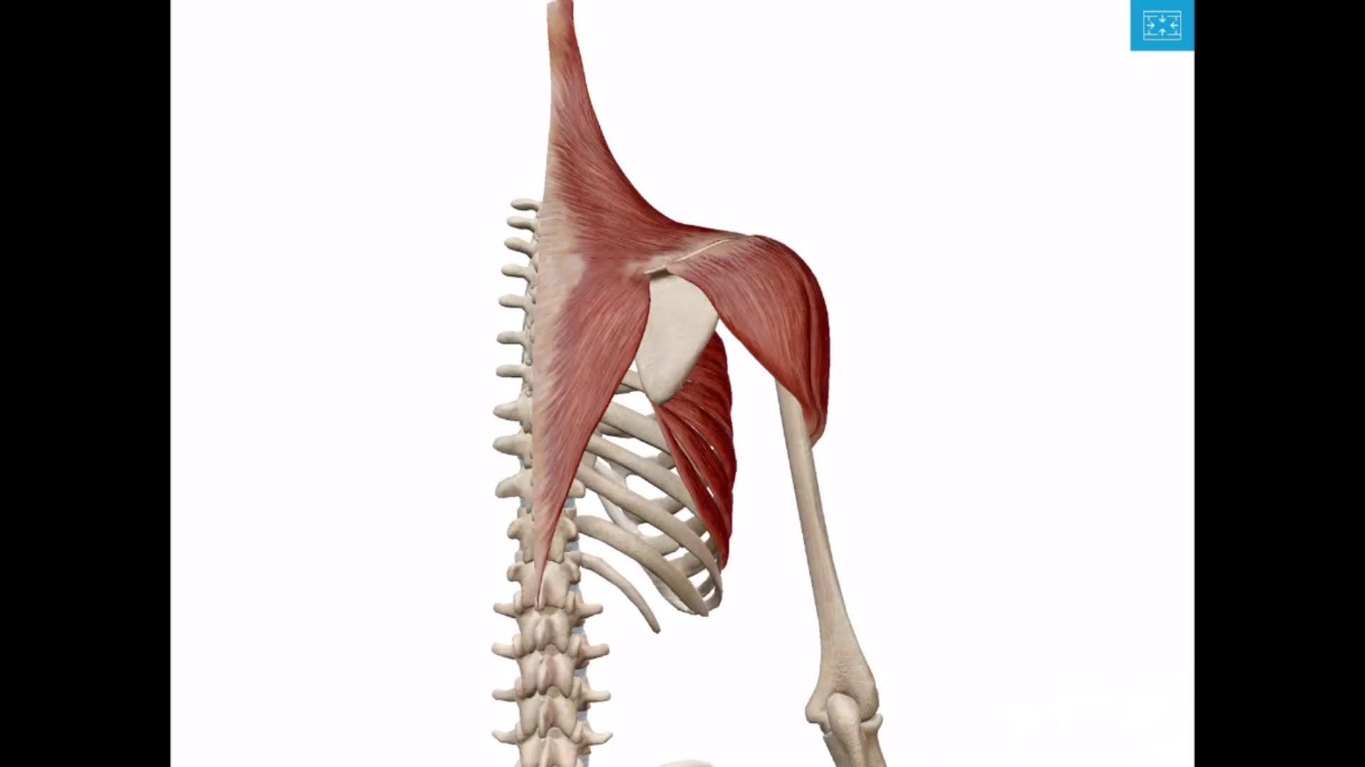 无师自通肩部肌群训练