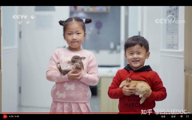深入解析兔子IP服务器地址的重要性