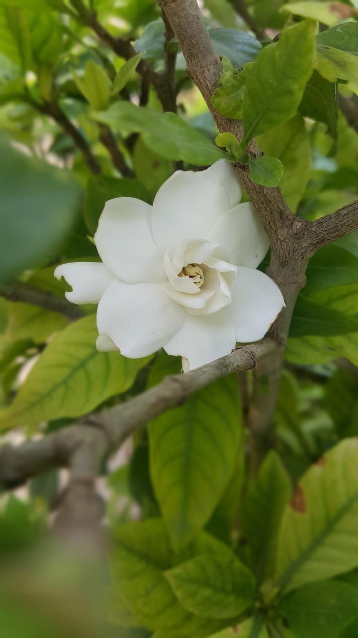 如何绿色将手变白