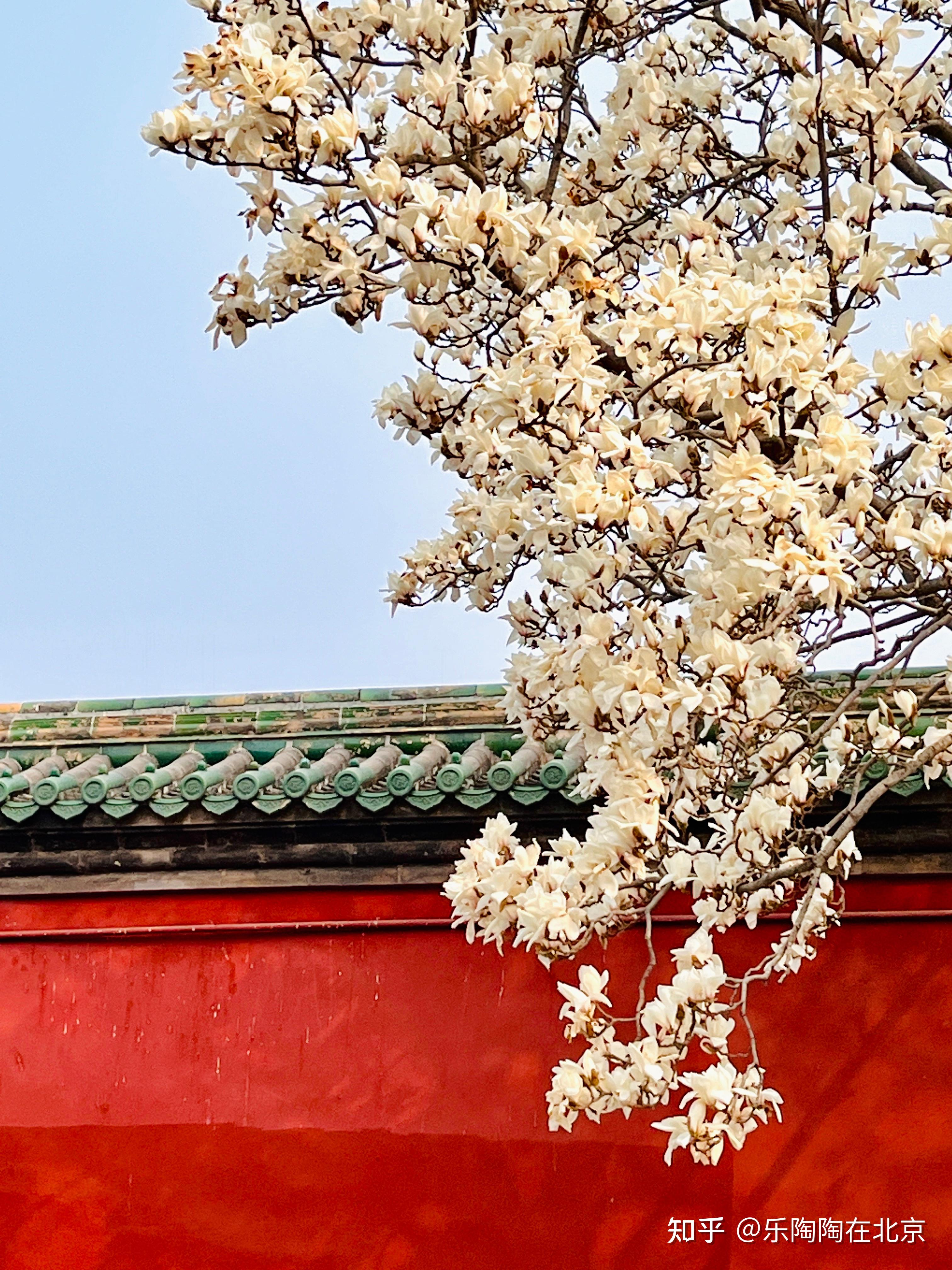 天坛斋宫的玉兰太好看了