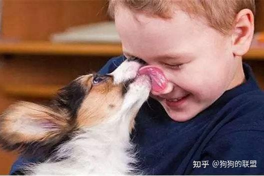 狗狗“心虚”时的7个表现,是怂货没错了 - 知乎