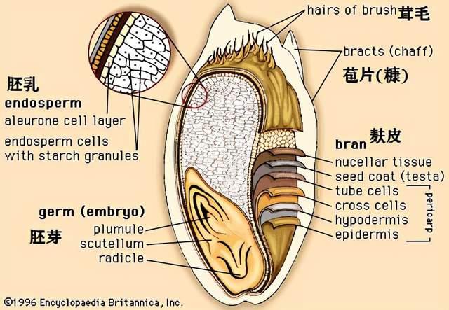 大麦种子结构图片