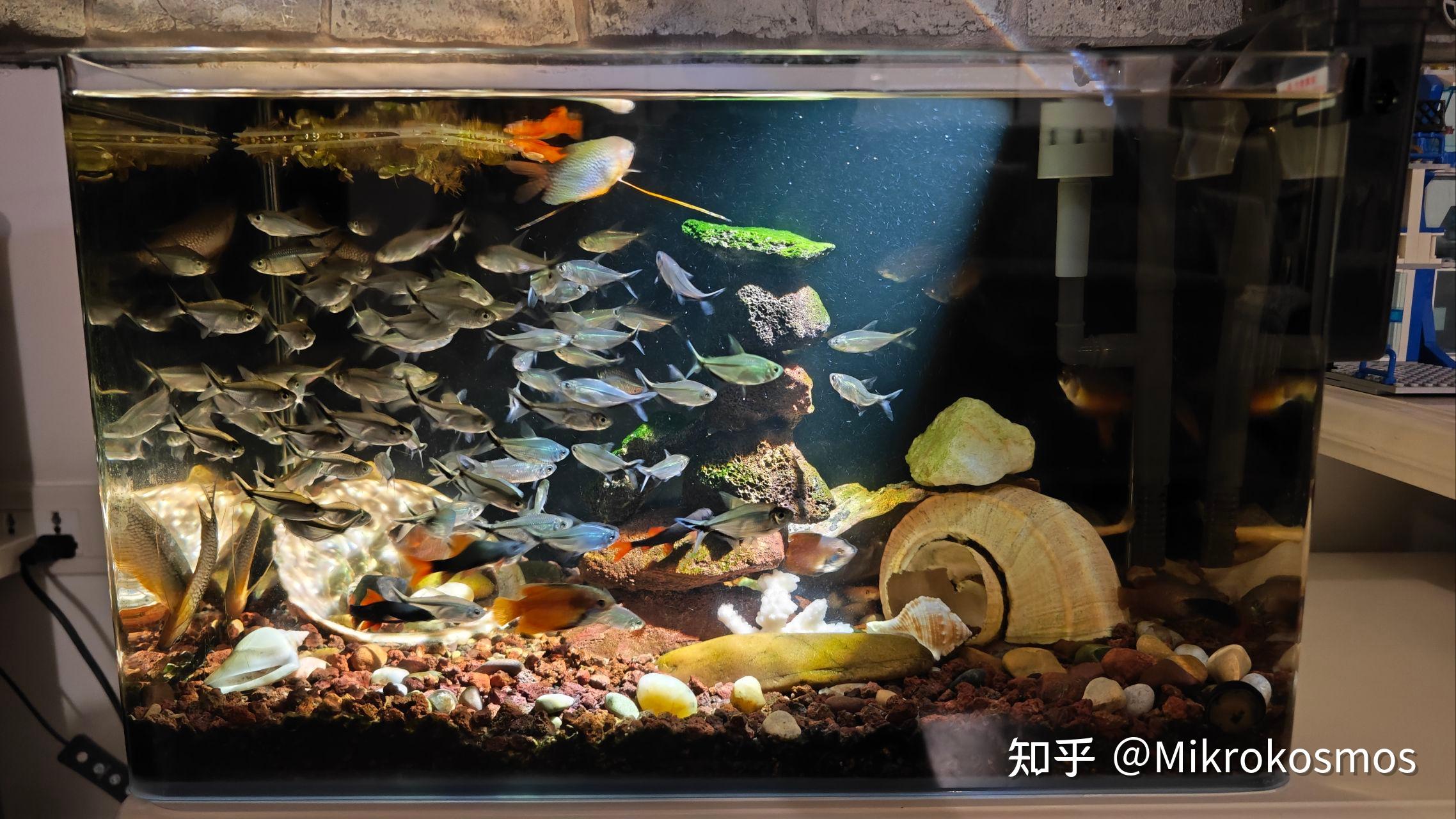 有哪些好看而且适合家养的鱼呢？ - 知乎