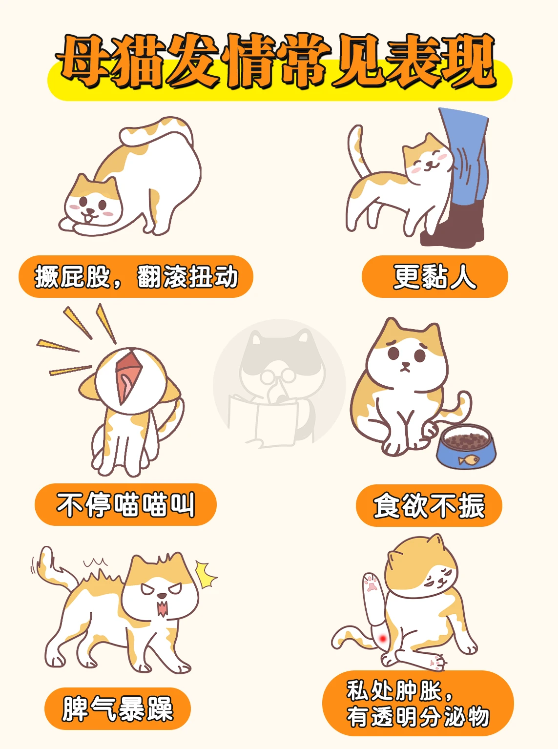 新手猫奴,如何缓解母猫发情? - 知乎