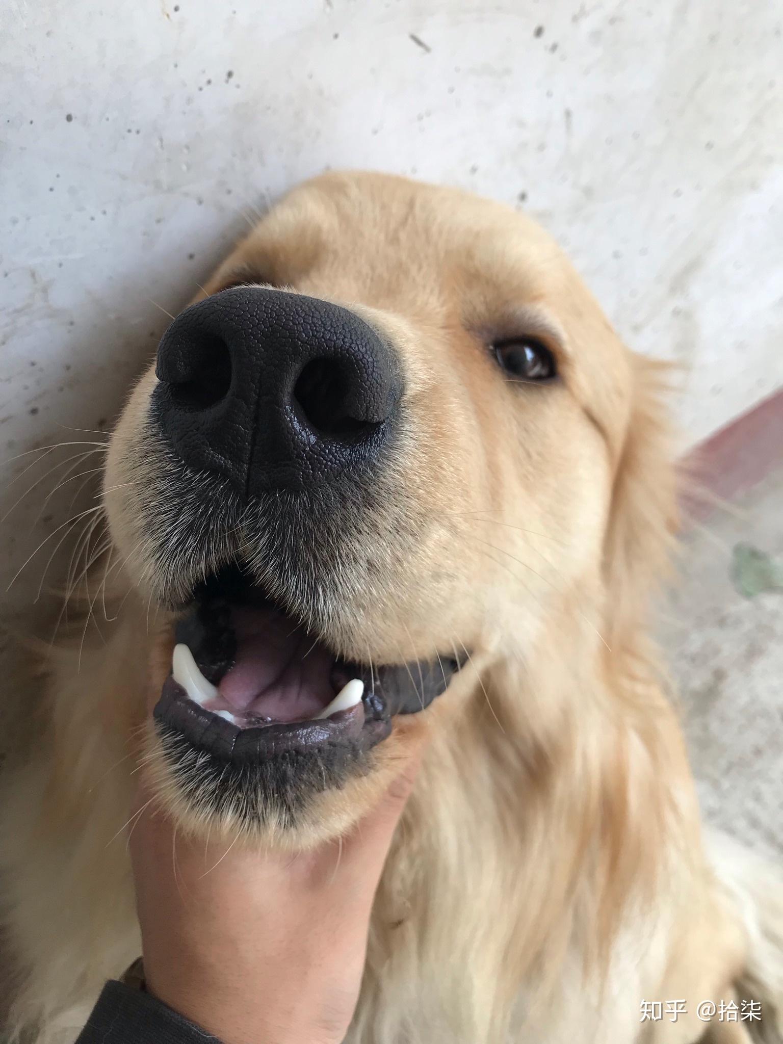 我家金毛5个多月了他的嘴巴很尖我想问一下是纯种的嘛