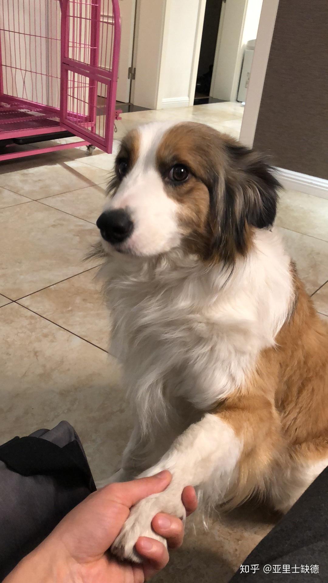 貂色边牧是不是比陨石还少,长大颜色会变吗? - 知乎