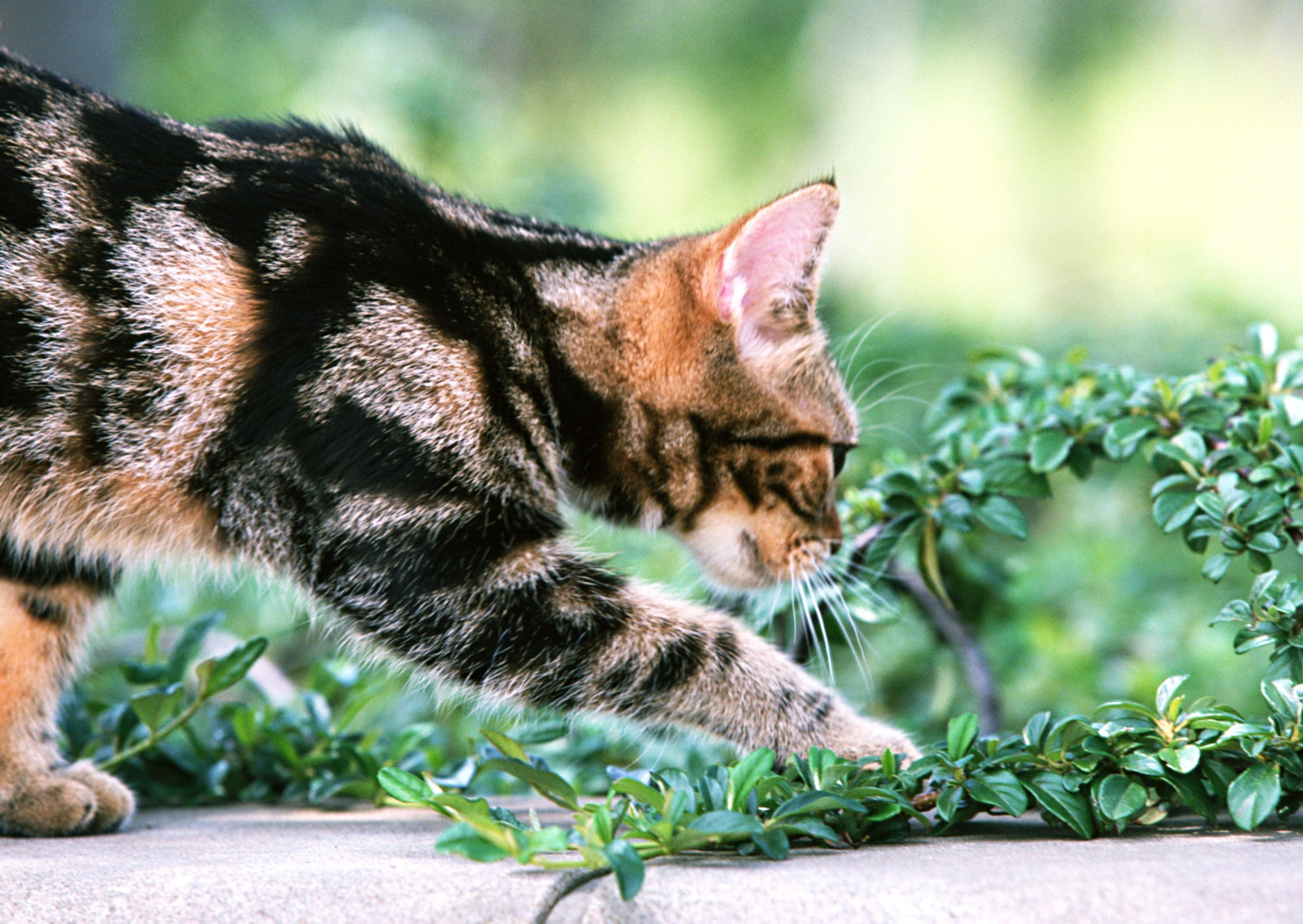 吴博士教你识猫病:猫食仔癖 - 知乎