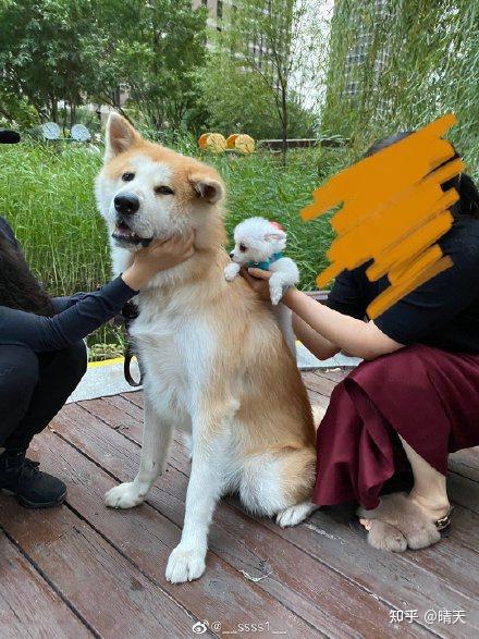 【宠e生科普】狗狗发情时的表现以及注意事项 - 知乎