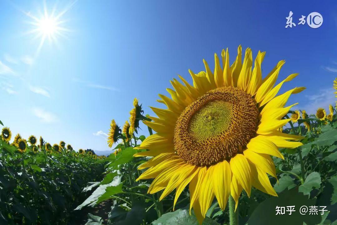 一朵向日葵背对太阳图片