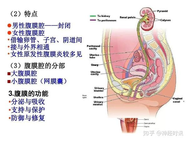 腹膜腔 子宮