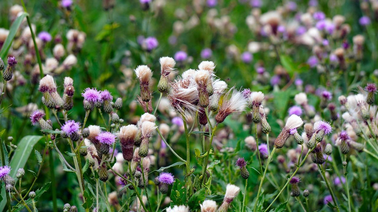 4. 近郊槐花采摘点