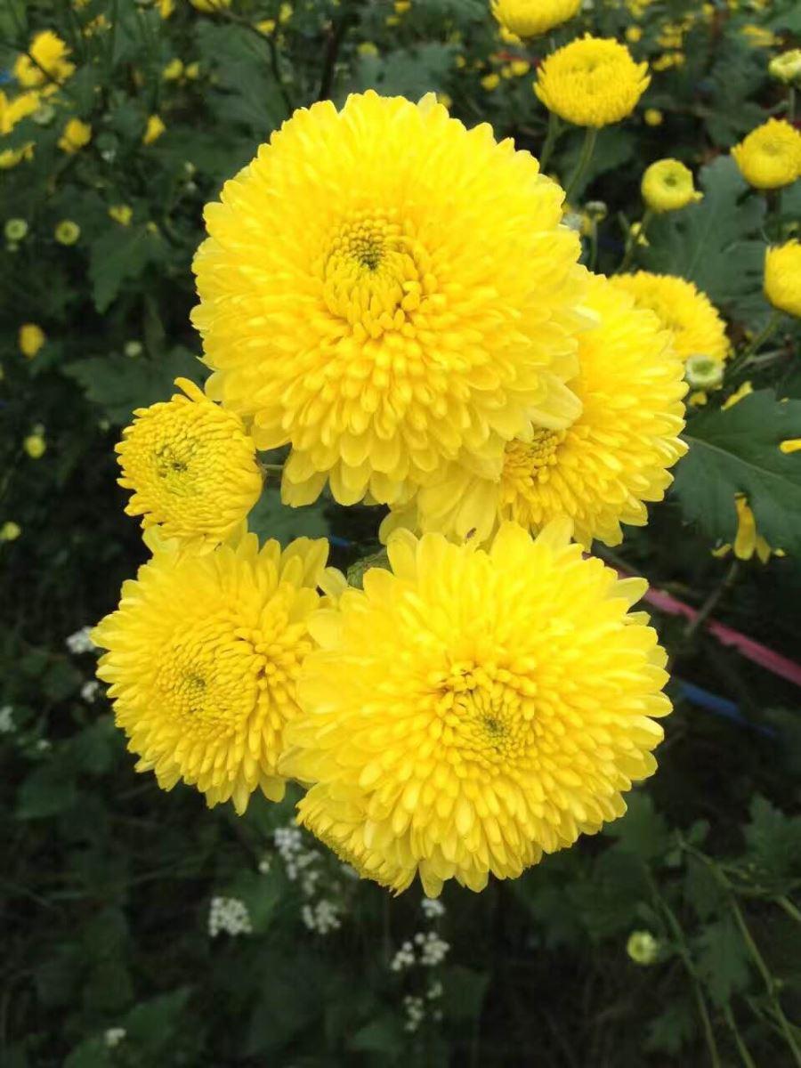 常喝婺源皇菊的好处