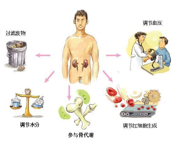 2肾脏的功能