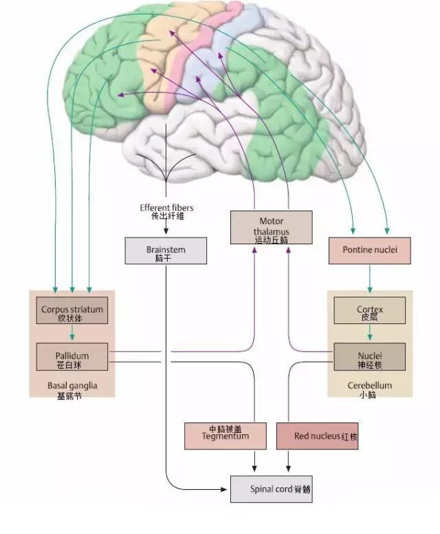 在記憶裡,運動皮層就是中央前回的大腦皮層,這是對的嗎?