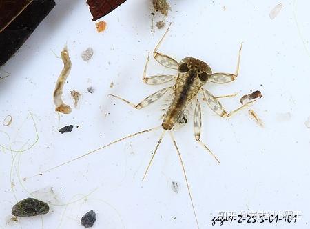 蜉蝣是早上还是卵傍晚就变成成虫了吗