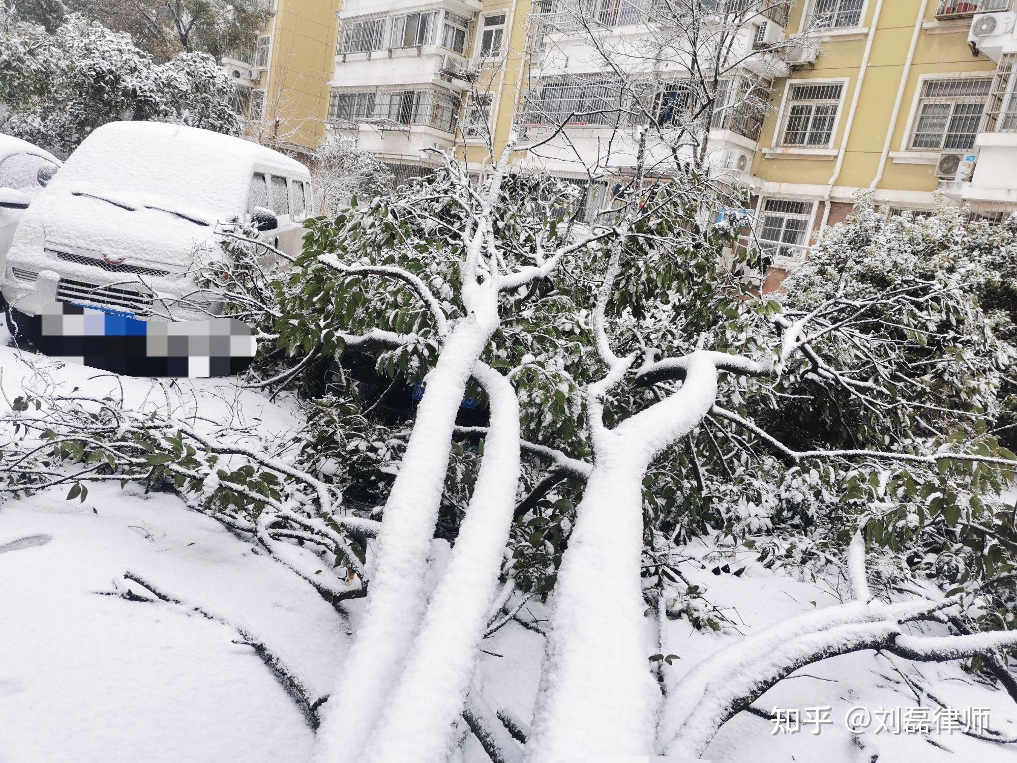 下雪天,车被树砸到怎么办? - 知乎