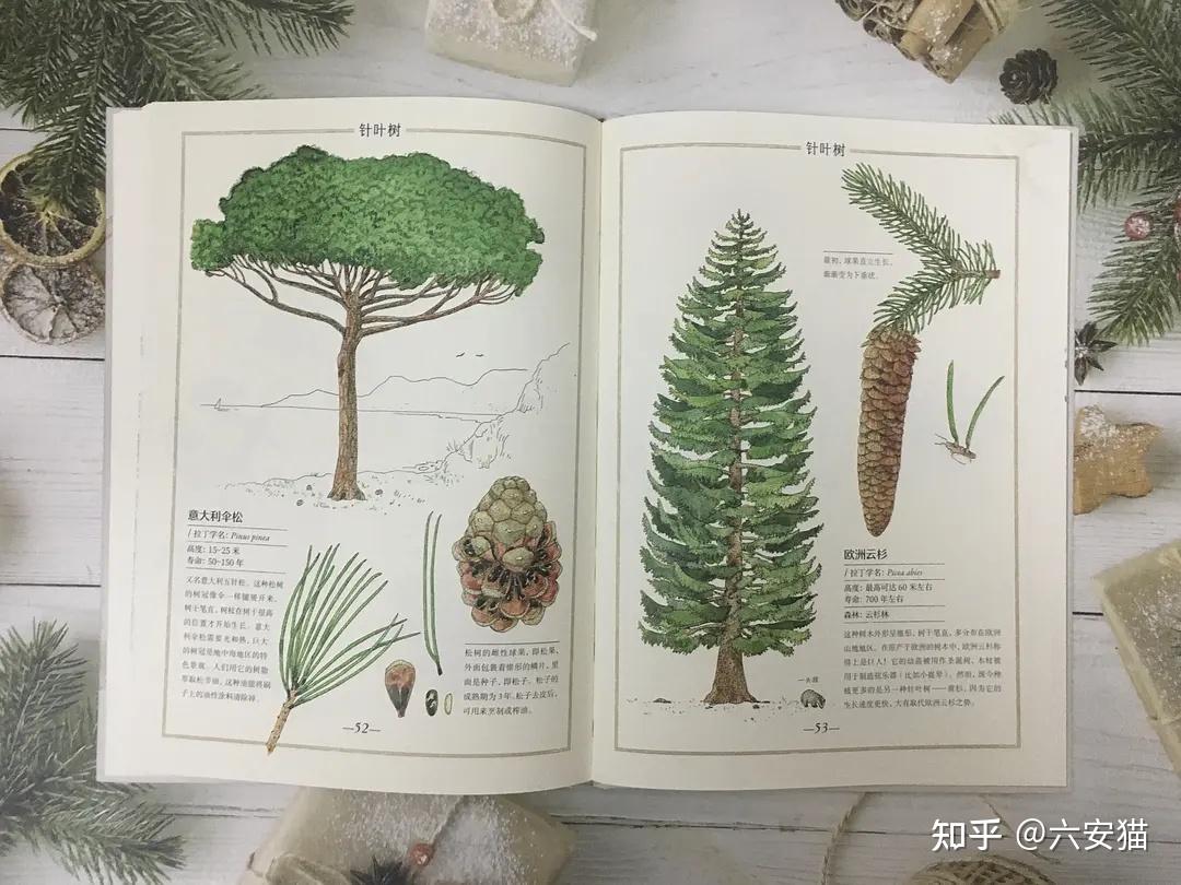 法国知名童书出版人带你读懂树的语言