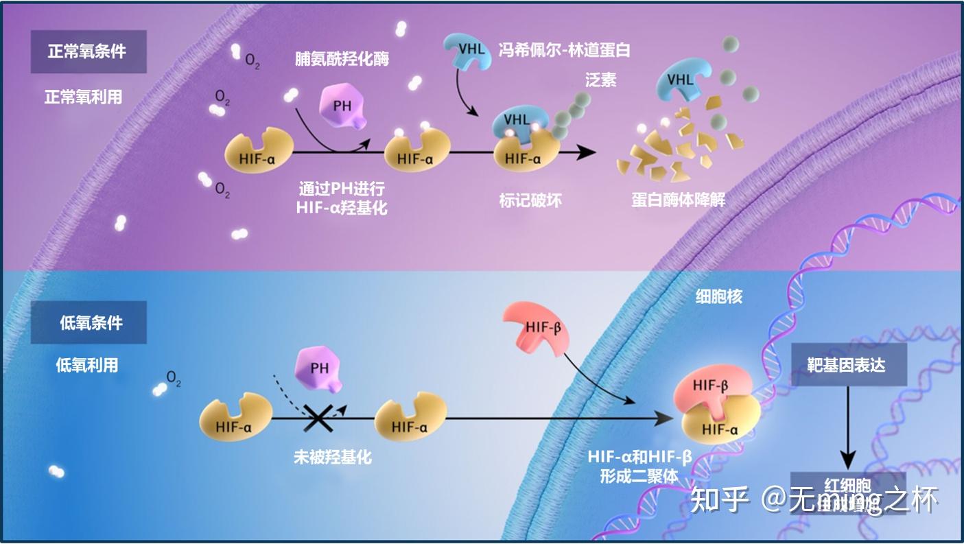 阿司匹林的作用与功效用法用量_阿司匹林的作用与功效用法用量_阿司匹林的作用与功效用法用量